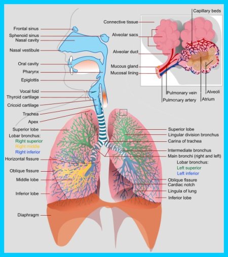 Postural Drainage Therapy