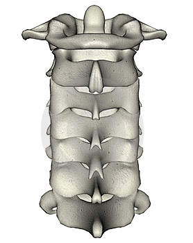 human-posterior-cervical-spine